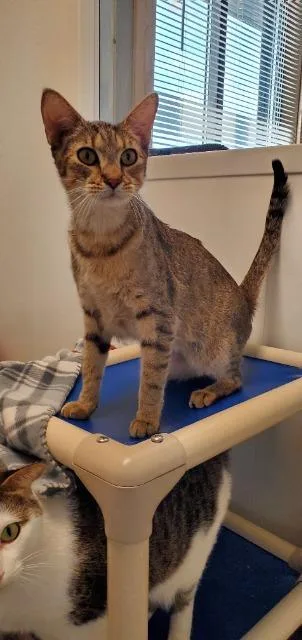 Sherlock thumbnail 3