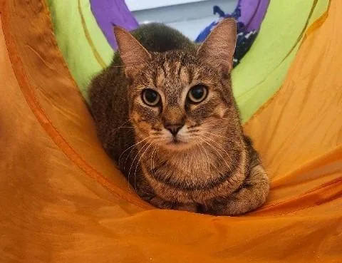 Sherlock thumbnail 4