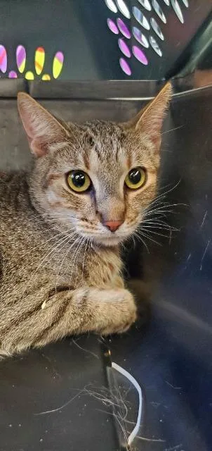 Sherlock thumbnail 5