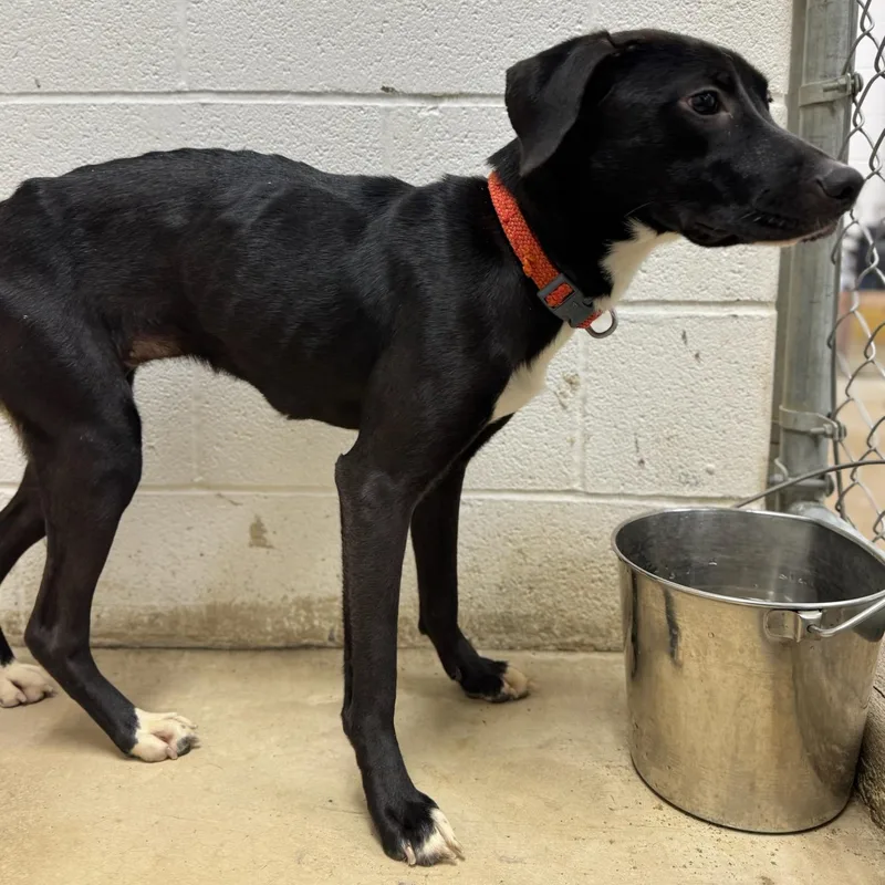 Pickles ~ Cell Dog! thumbnail 2