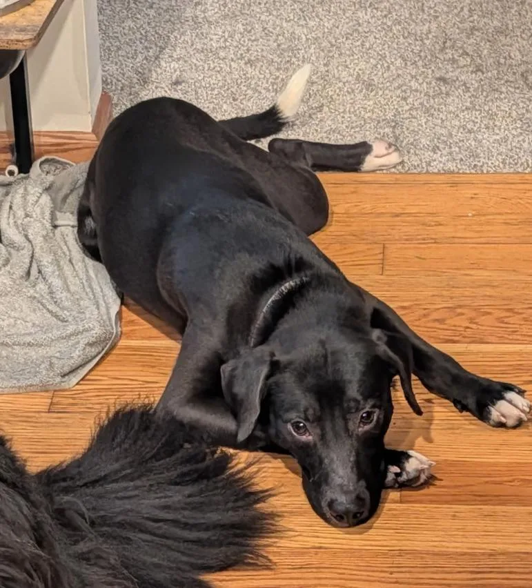 Pickles ~ Cell Dog! thumbnail 3