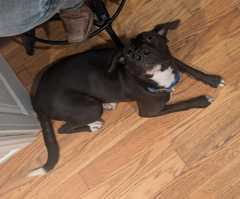 Pickles ~ Cell Dog! thumbnail 4