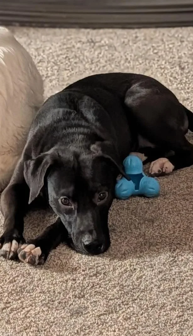 Pickles ~ Cell Dog! thumbnail 5