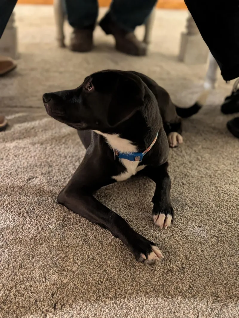 Pickles ~ Cell Dog! thumbnail 6