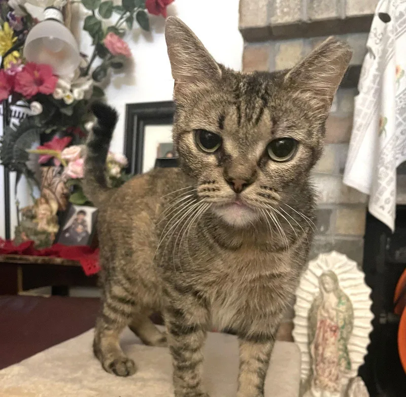 Lily Resilientsweetheart thumbnail 3