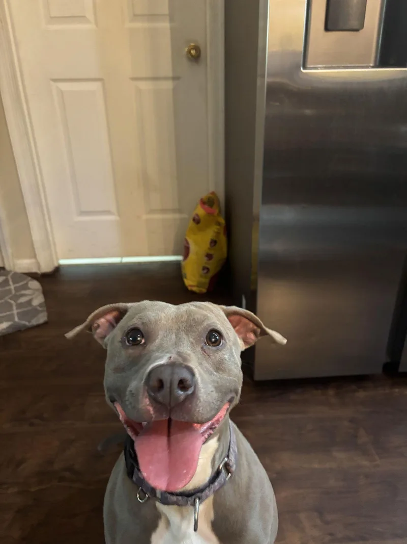 A young medium-sized female Pit Bull Terrier dog named Penny for adoption in Orlando, FL