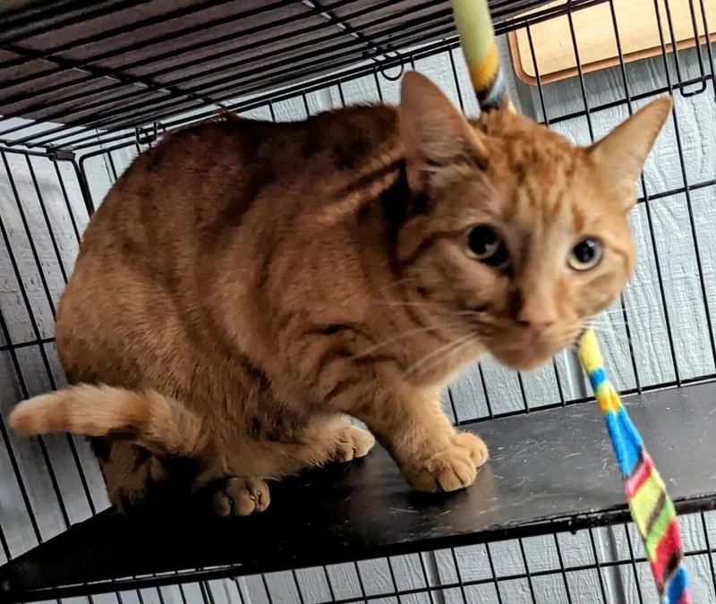 Oscar