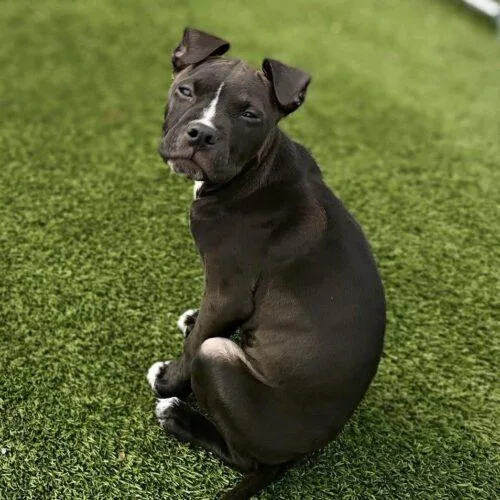 Lucy Lou thumbnail 5