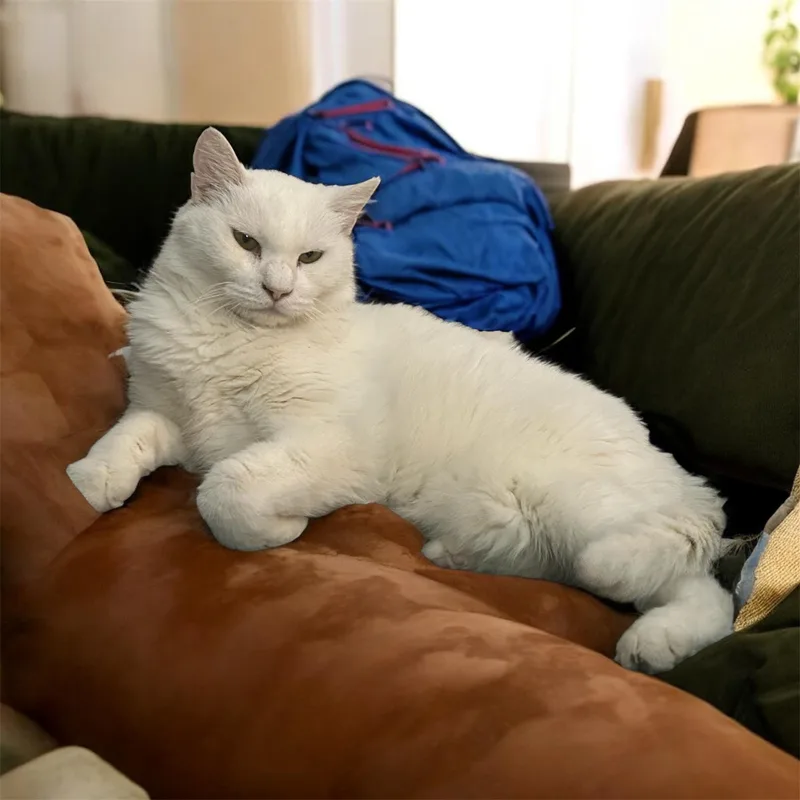 Snowball thumbnail 2