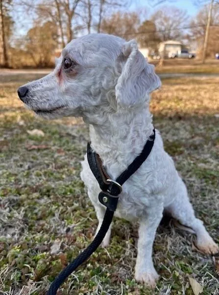 Starlight thumbnail 2