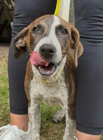 Pup Alma thumbnail 2