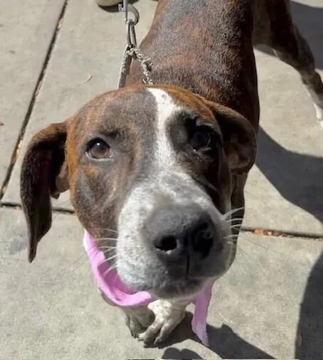 Pup Alma thumbnail 4