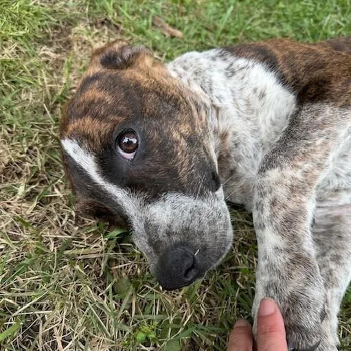 Pup Alma thumbnail 5