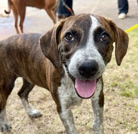 Pup Alma thumbnail 6