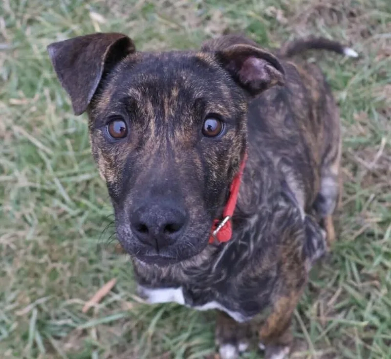 Pup Ernest thumbnail 2