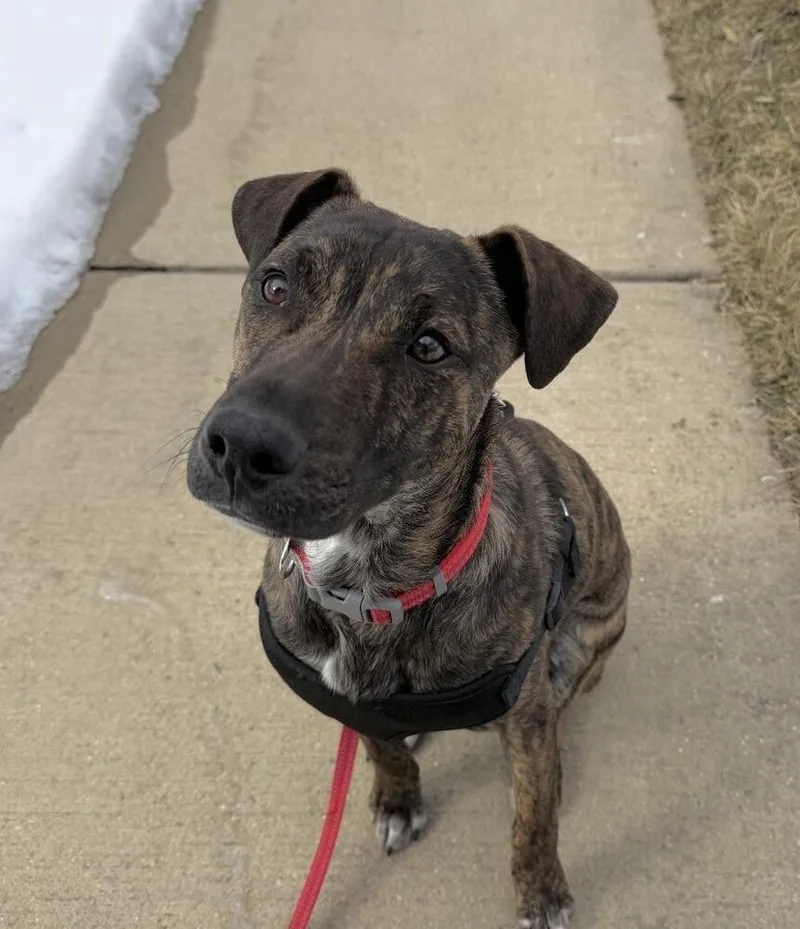 Pup Ernest thumbnail 3