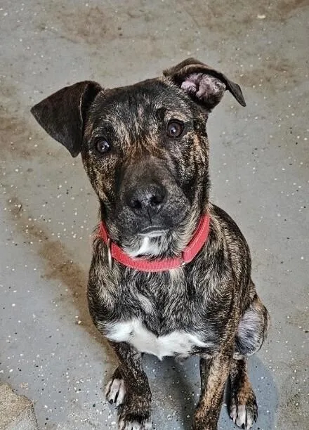 Pup Ernest thumbnail 4