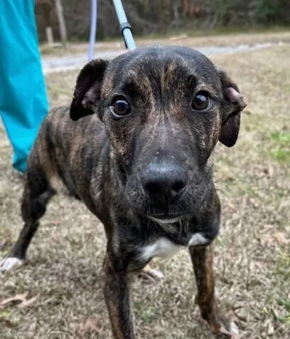 Pup Ernest thumbnail 5