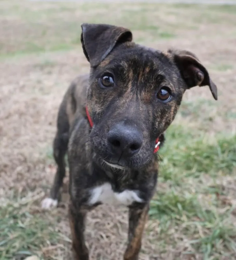 Pup Ernest thumbnail 6