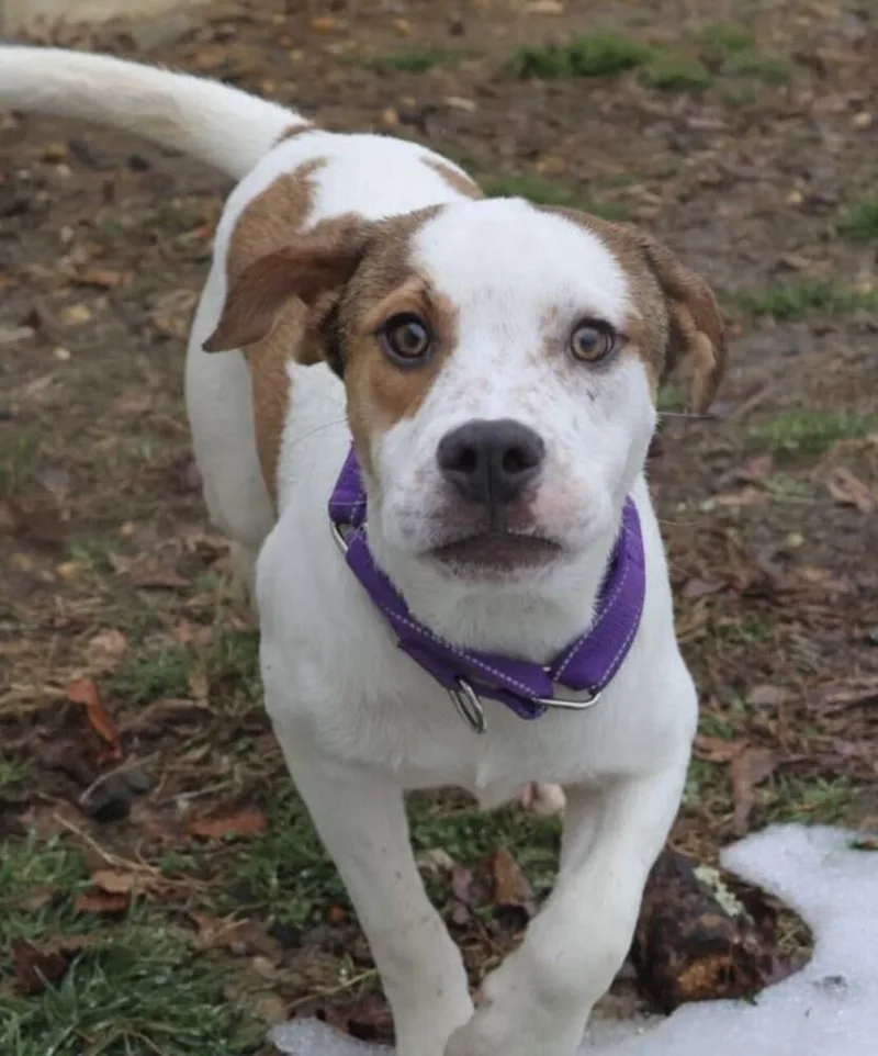 Pup Glacier Aka Dash thumbnail 2