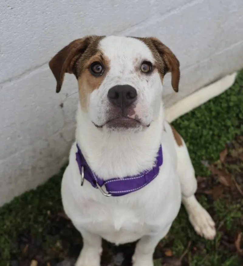 Pup Glacier Aka Dash thumbnail 4