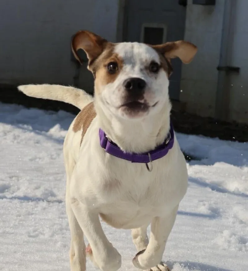 Pup Glacier Aka Dash thumbnail 5