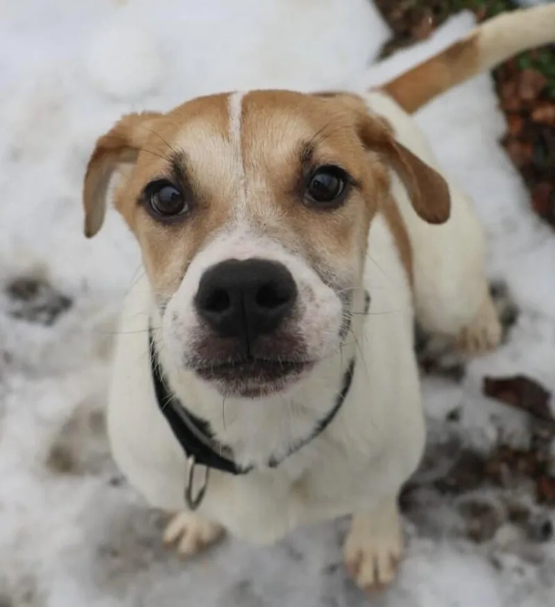 Pup North Aka Nori thumbnail 2