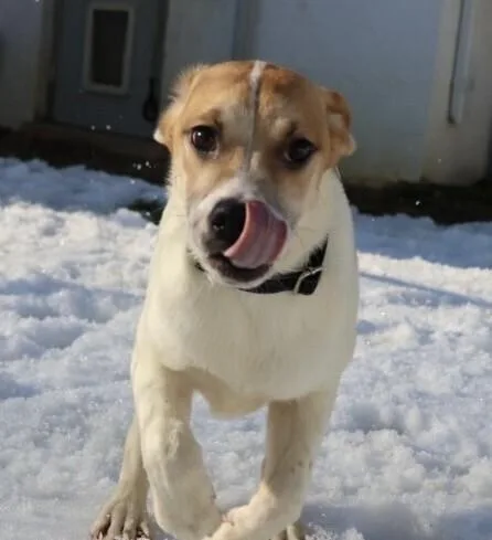 Pup North Aka Nori thumbnail 3