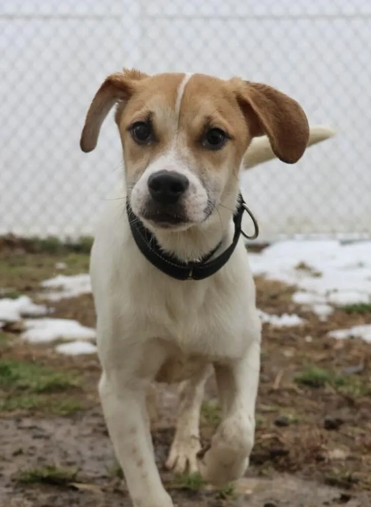 Pup North Aka Nori thumbnail 4