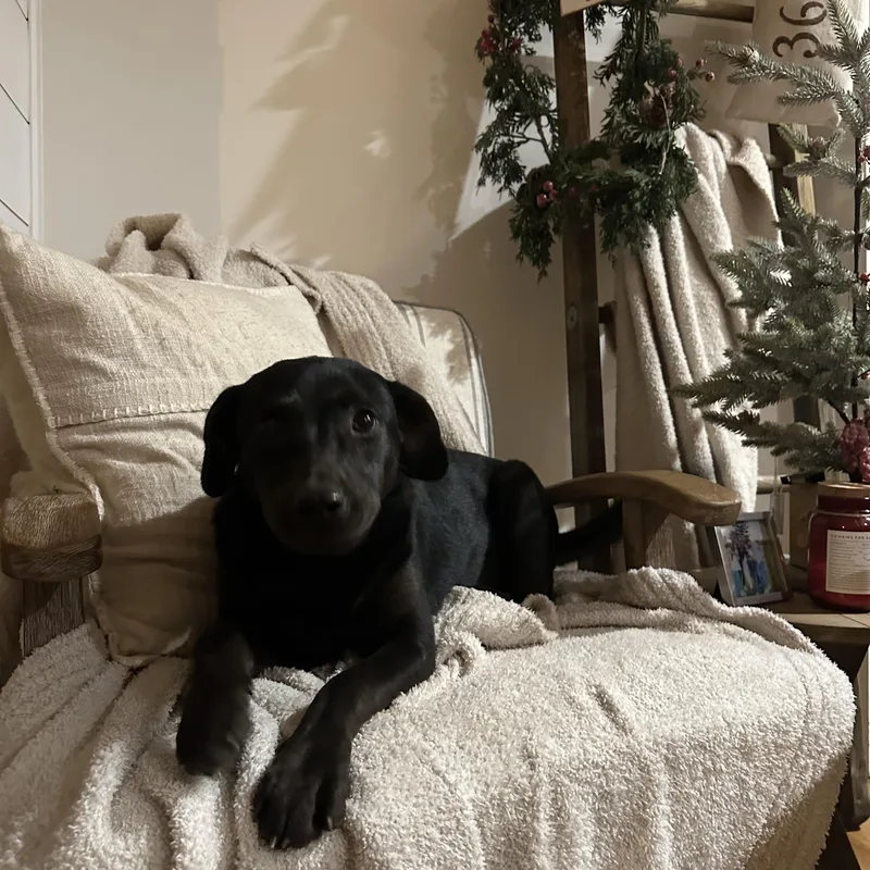 Cinder… Lbs Of Perfection!!! thumbnail 2