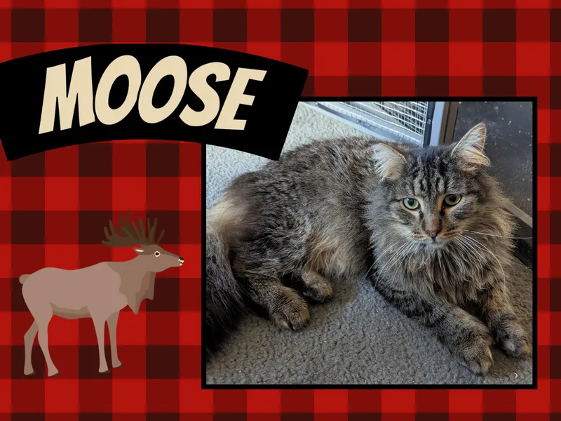 Moose