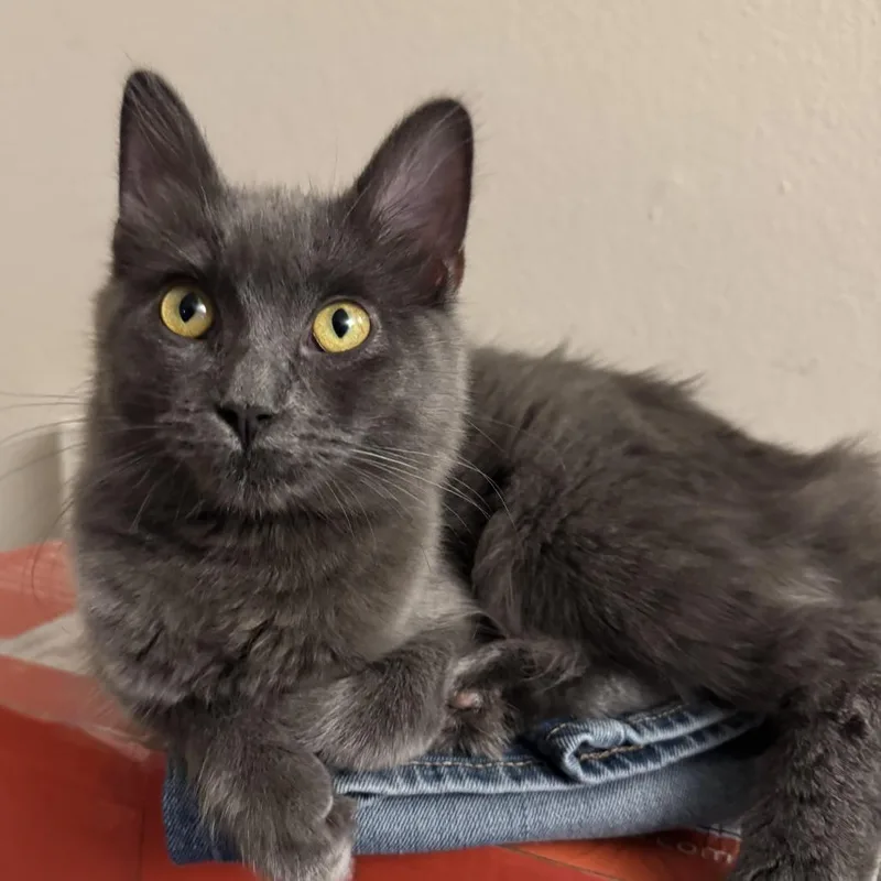 Crackers thumbnail 2