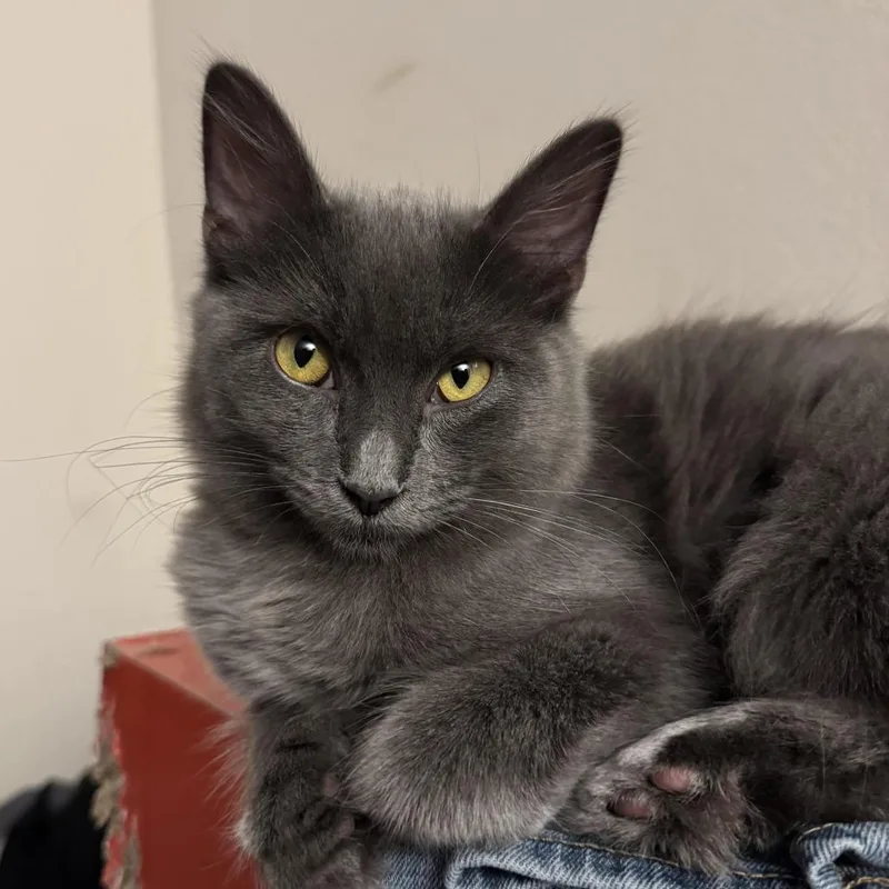 Crackers thumbnail 3