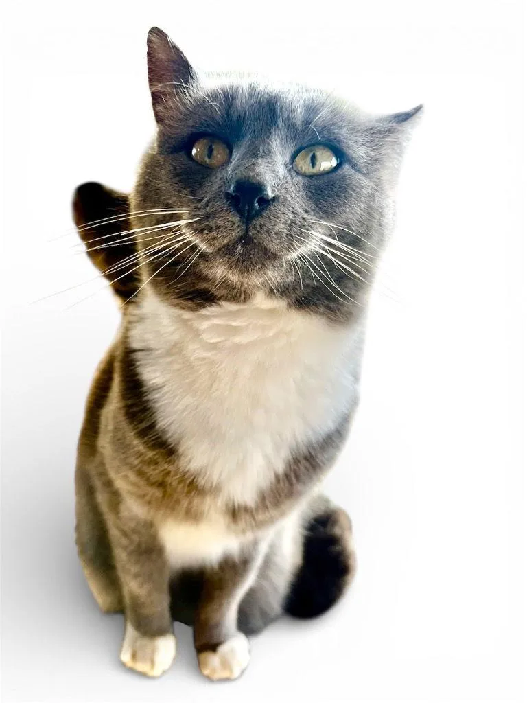 Humpfree Bogart thumbnail 2