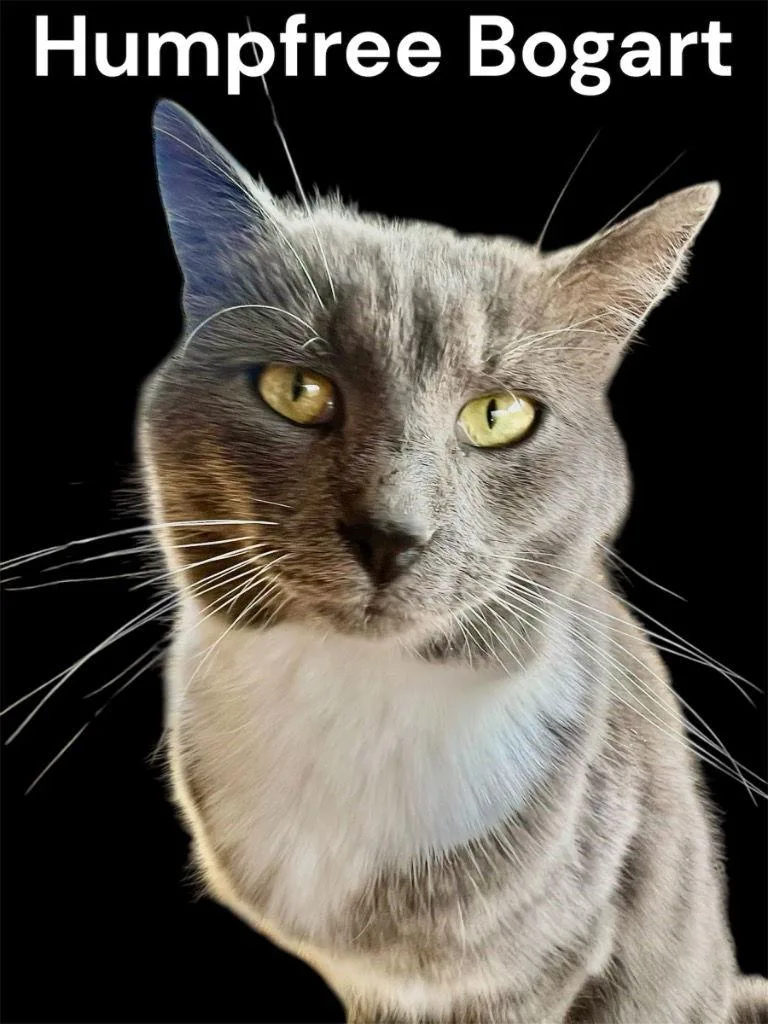 Humpfree Bogart thumbnail 3