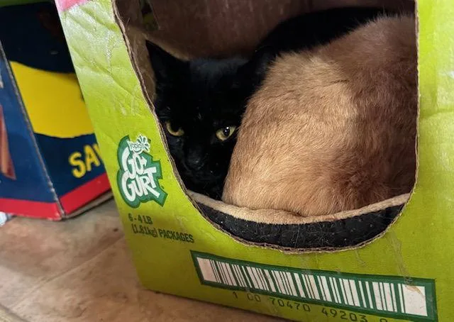 Madam Morrible thumbnail 2