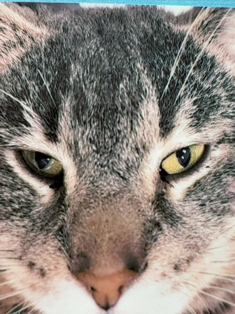 A young medium-sized male Domestic Short Hair cat named Silver for adoption in Pittsburgh, PA