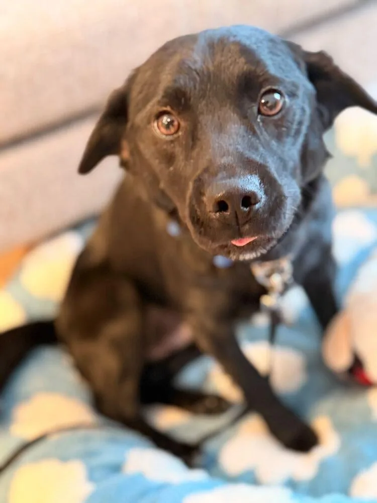 An adult medium-sized male Black Jindo dog named San for adoption in Long Island City, NY