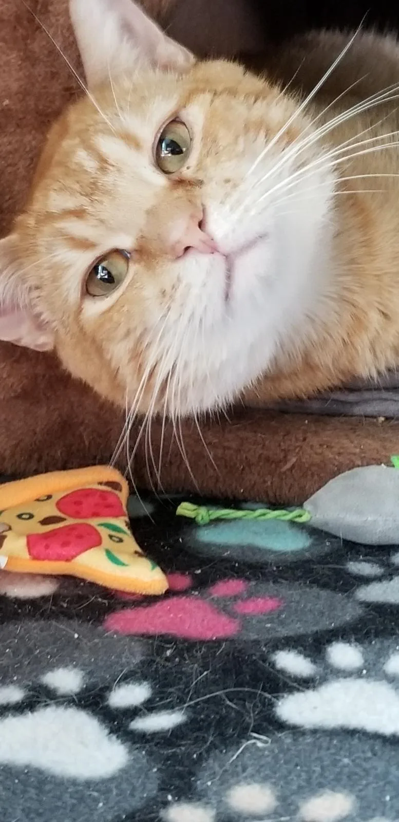 Simon Sez thumbnail 2