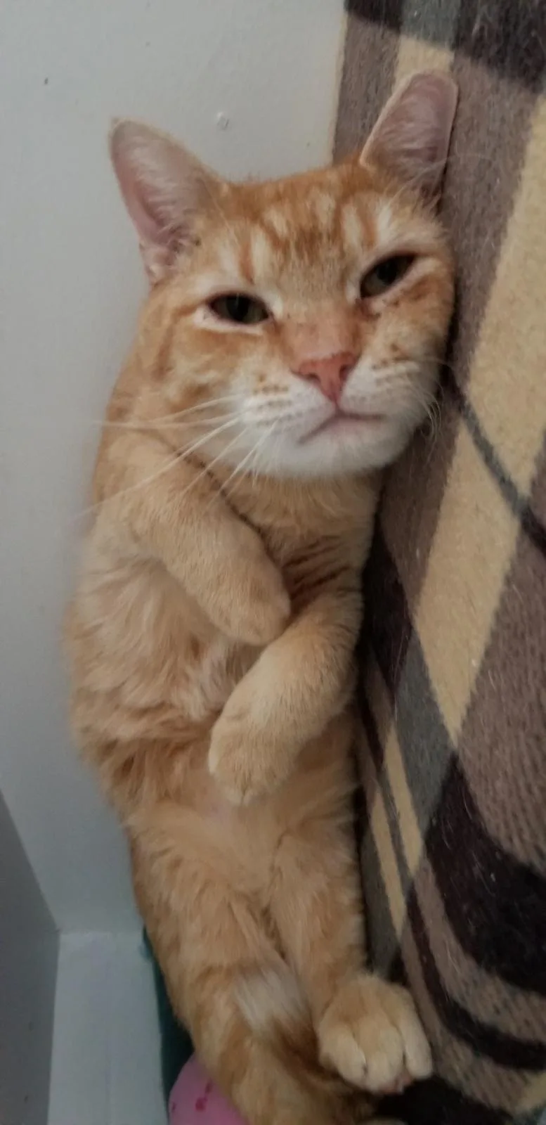 Simon Sez thumbnail 3