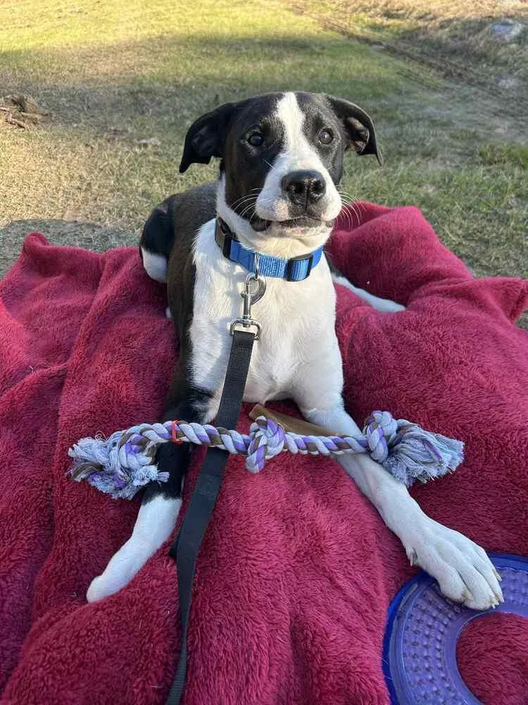 Luke Bow thumbnail 3