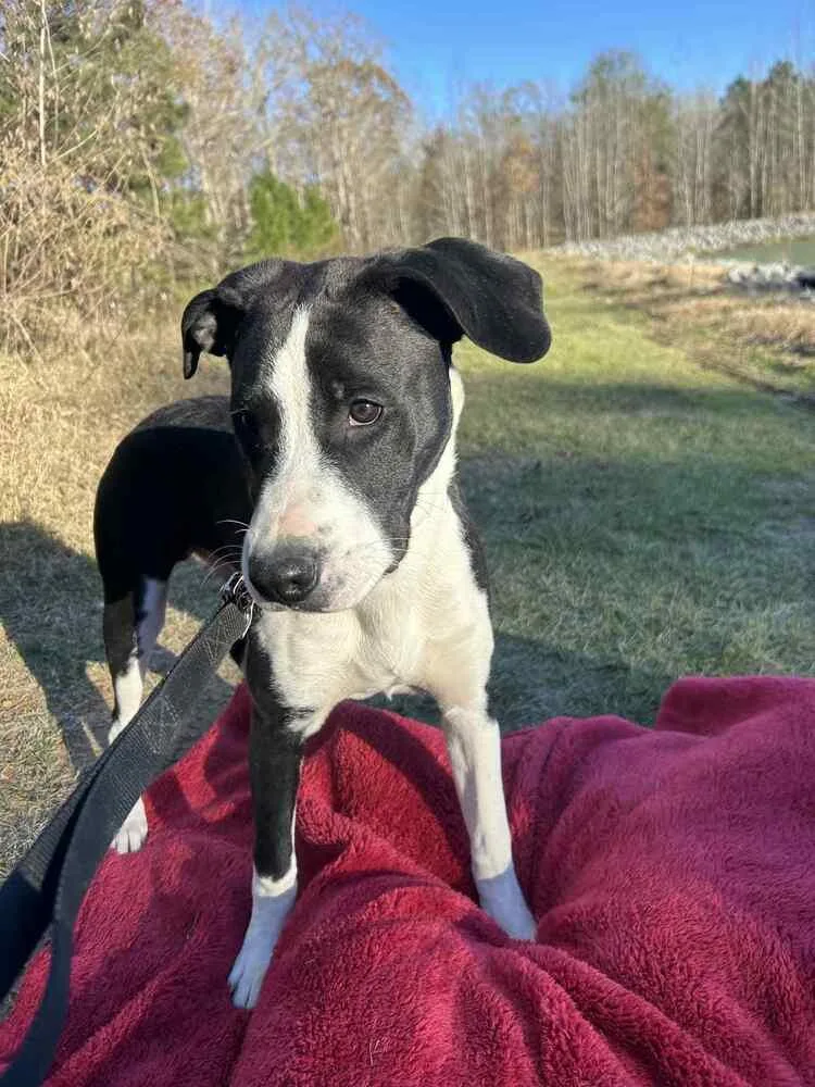 Luke Bow thumbnail 4