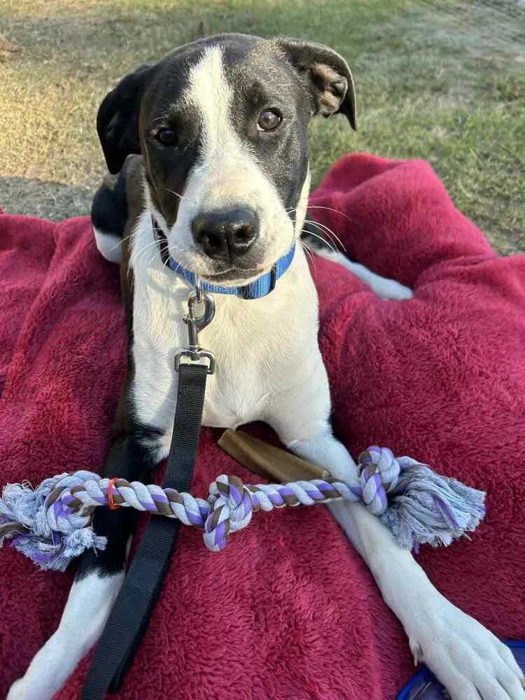 Luke Bow thumbnail 5