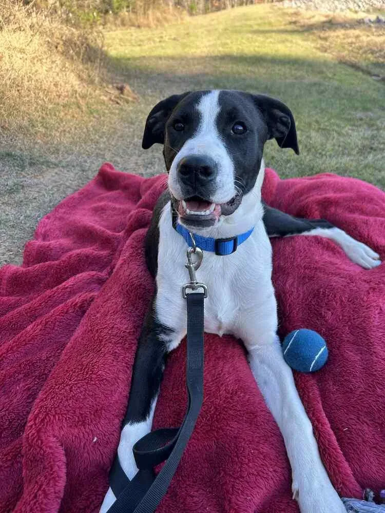 Luke Bow thumbnail 6