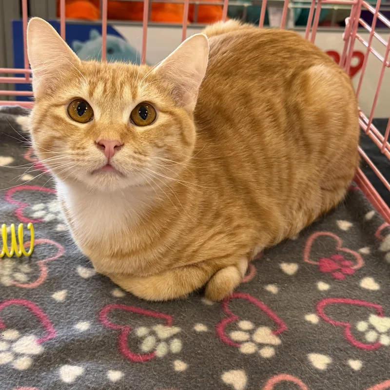 Freeway Org Baby Boy thumbnail 2