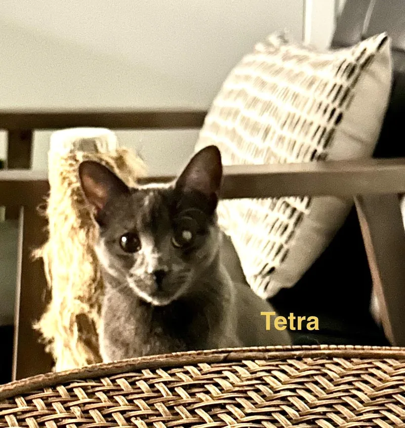 Tetra thumbnail 3