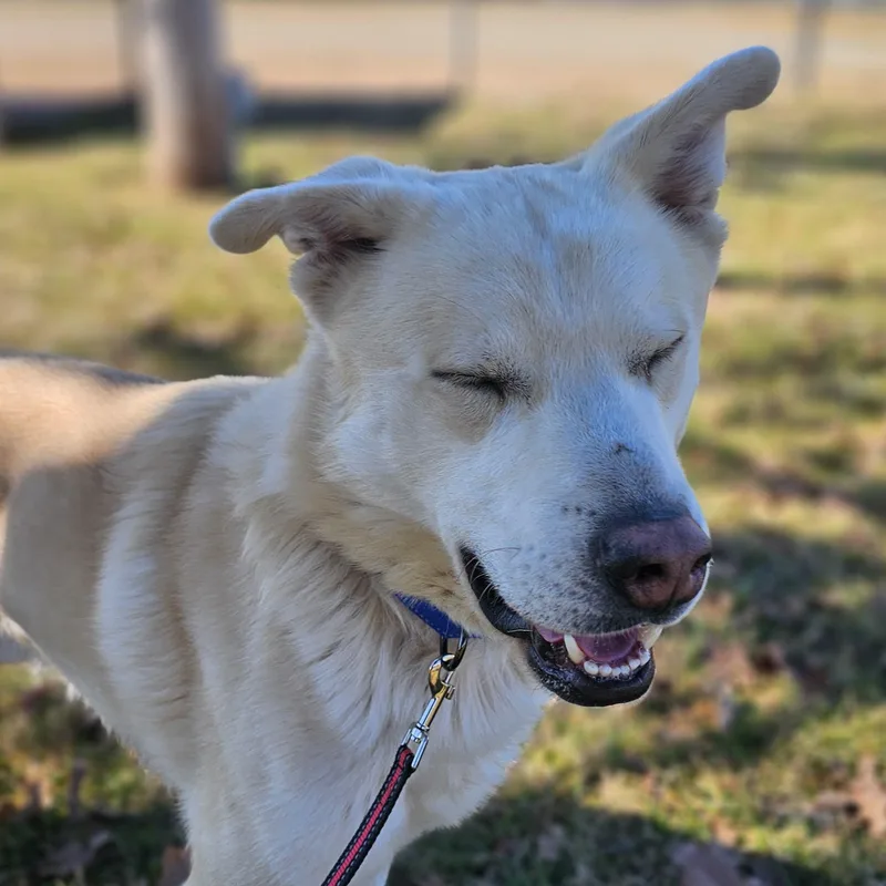 Tortilla thumbnail 3