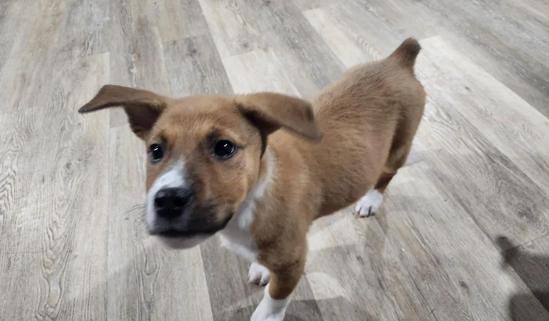 Humphrey Bogart thumbnail 2