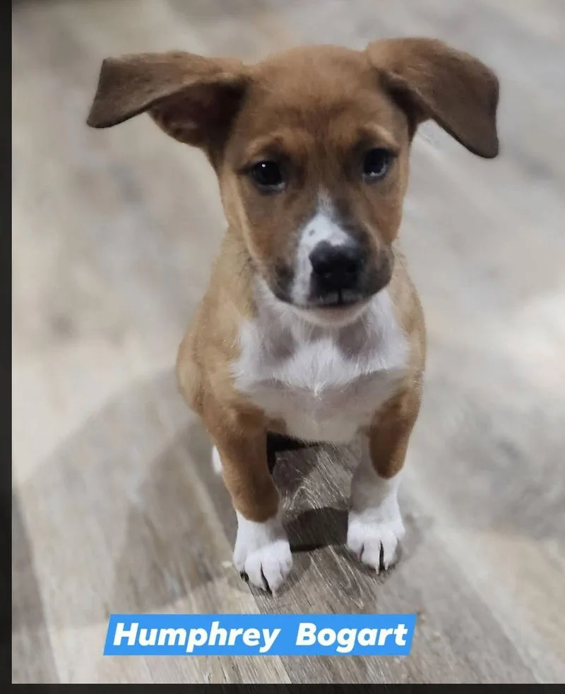 Humphrey Bogart thumbnail 3