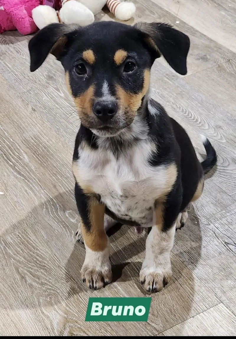 Bruno thumbnail 3